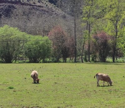 Economía.- Agricultura aboga por mejorar el asesoramiento a agricultores y ganaderos según sus explotaciones