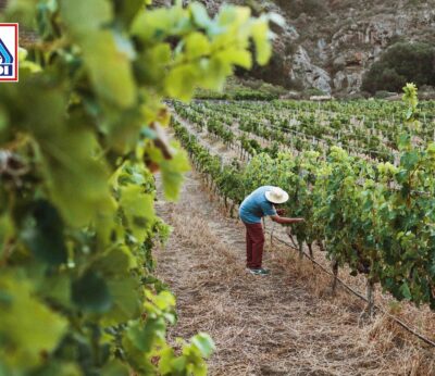 Economía.- Aldi lanza ‘Fecha de Extinción’ para sensibilizar al consumidor del impacto del cambio climático en alimentos