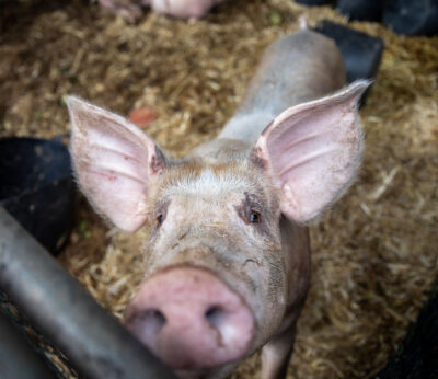 Economía.- Unión de Uniones pide más apoyo para que las explotaciones porcinas puedan hacer frente al alza de costes