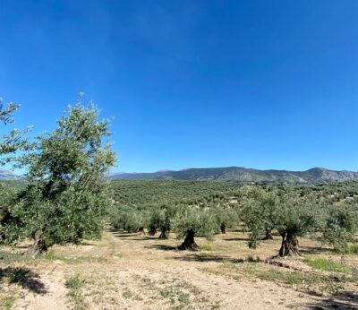 Economía.- COAG afea a la industria del aceite su «falta de empatía» con los olivareros