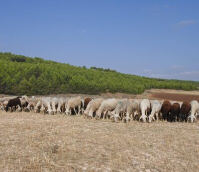 Economía.-Castilla-La Mancha inmovilizará todos los cebaderos de ovino, menos en Guadalajara, por propagación de viruela