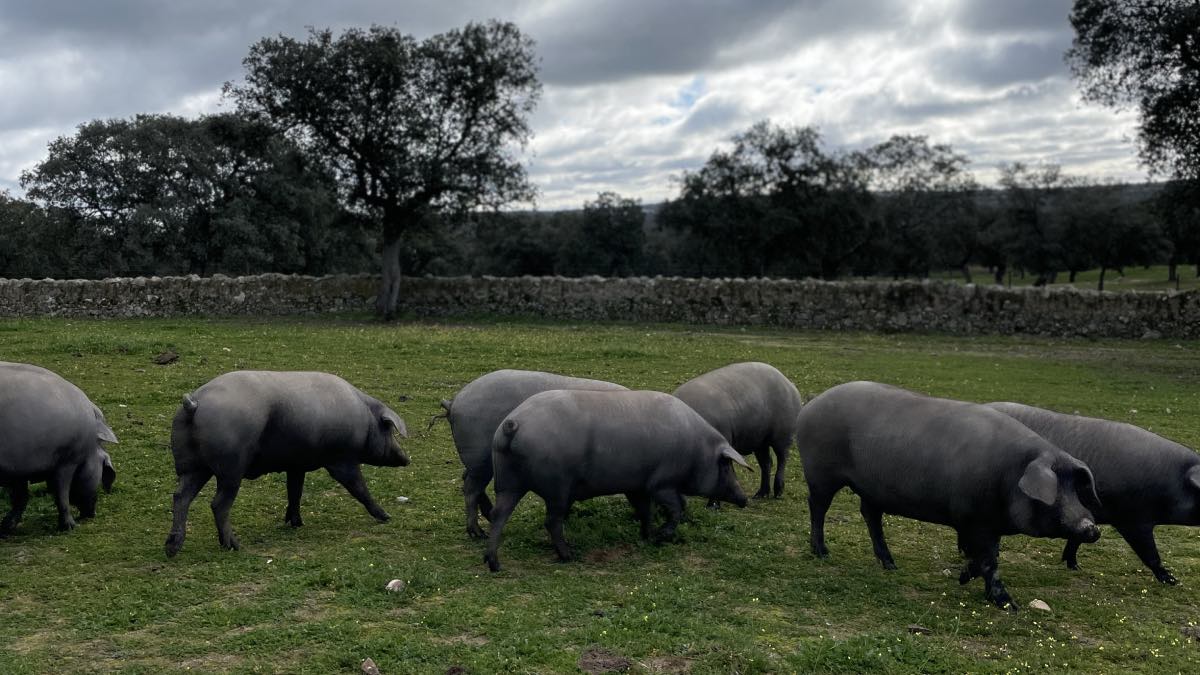 Montanera en el Valle de los Pedroches - COVAP