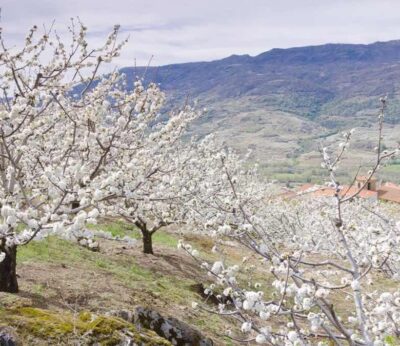 Dónde comer en el Valle del Jerte durante la floración de los cerezos