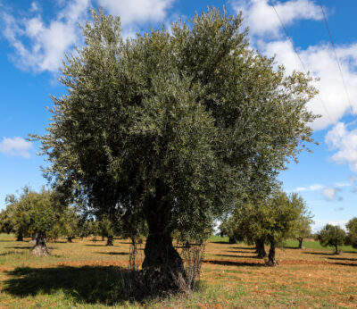 Economía.- Cooperativas Agro-alimentarias de España exige la aplicación del IVA reducido al 5% al hueso de aceituna