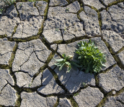 Economía.- Asaja reclama la convocatoria «urgente» de la Mesa de la Sequía