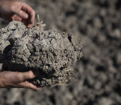 Economía.- COAG alerta de que la sequía está provocando una «crisis sin precedentes» en el sector agrario