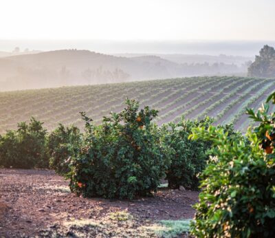 Economía.- Iberian Premium Fruits, fruto de la unión de Torres y Llusar, prevé elevar un 20% su facturación este año