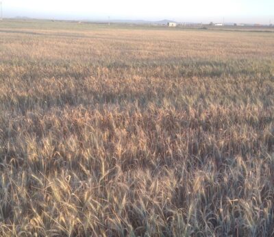 Economía.- La Unión Extremadura cifra en 240 millones las pérdidas en cultivos de invierno en la región por la sequía