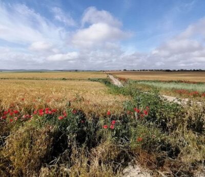 Economía.- COAG alerta de que la sequía «asfixia» al 60% del campo español y produce pérdidas «irreversibles»