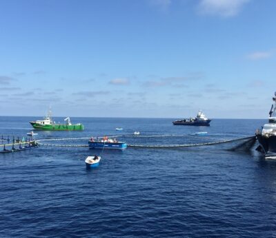 Economía.- Balfegó expande su negocio a Italia forzada por la interpretación de la CE de la legislación vigente