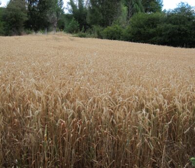 Economía.- Von der Leyen anuncia una ayuda de 100 millones para países afectados por importaciones de grano ucraniano