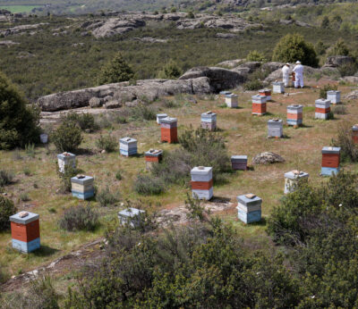 Economía.- Bruselas plantea reforzar normas de etiquetado para que el país de origen figure en productos como la miel