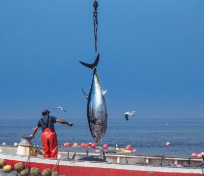 Economía/Pesca.- Las almadrabas de Zahara y Barbate inician sus primeras ‘levantá’ de atún rojo salvaje
