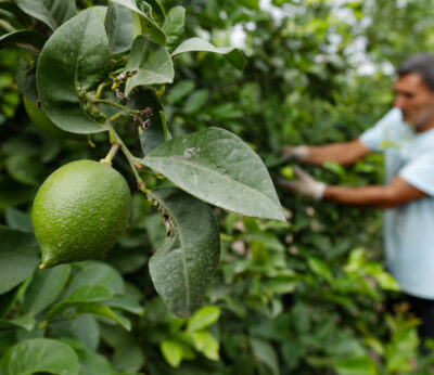 Economía.- El sector citrícola valenciano teme restricciones de riego en su época más crítica de cultivo por la sequía