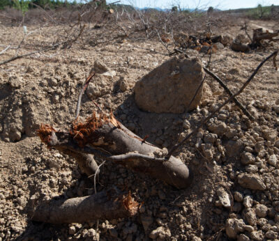 Economía.- UPA califica de medida «importante y positiva», pero «insuficiente», la rebaja fiscal para el sector agrario
