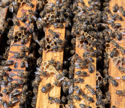 Economía.- COAG califica de «postureo legislativo» la modificación de la directiva de la miel propuesta por Bruselas