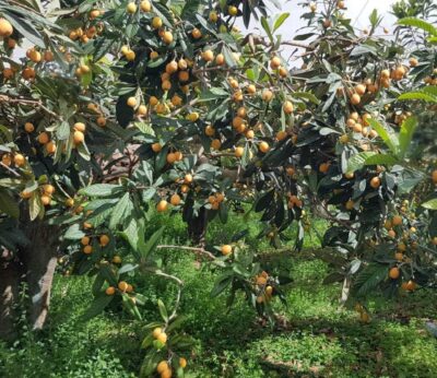 Economía.- Las altas temperaturas adelantan la campaña del níspero, con menos cantidad para vender, pero «gran calidad»
