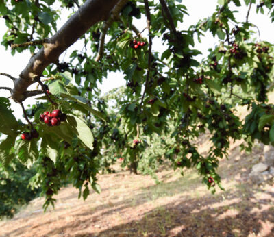 Economía.- Los robos en el campo se elevan un 19% en 2022, según Unión de Uniones