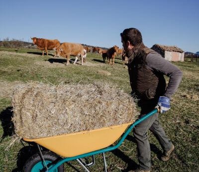 Economía.- Asaja insta a Agricultura a que se facilite el suministro de paja a las ganaderías ante su carestía