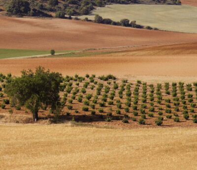 Economía.- Bodega Numanthia cumple 25 años con sus vinos presentes en más de 50 países