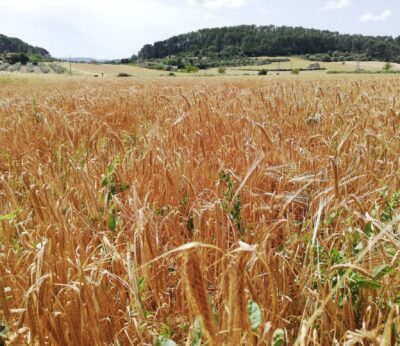 Economía.- Agricultura inicia la publicación de boletines sobre existencias mensuales de cereales y oleaginosas