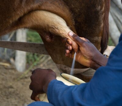 Economía.-Unión de Uniones denuncia que la industria está bajando los precios a la leche sin cubrir costes de producción