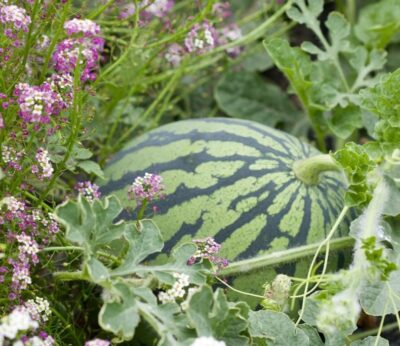 Economía.-COAG urge al Gobierno investigar la bajada del precio de la sandía «muy por debajo» de costes de producción