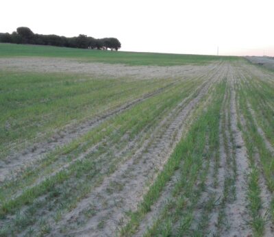 Economía.- COAG considera «insuficientes» las medidas para paliar los efectos de la sequía en el sector agrario