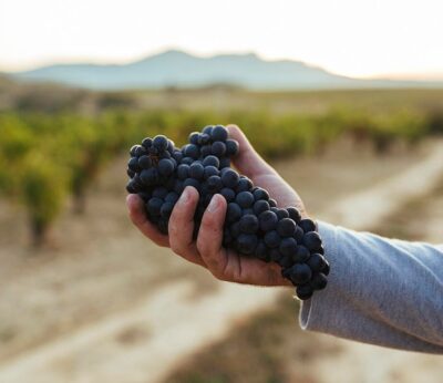 Economía.- El Consejo Regulador de la DOCa Rioja califica como «muy buena» su cosecha de 2022