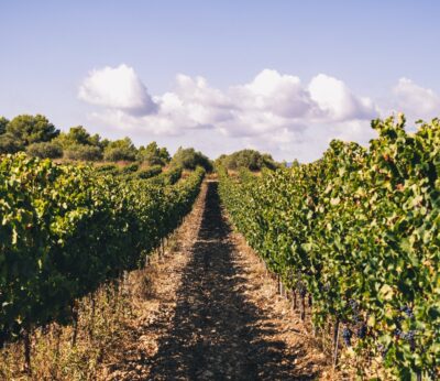 Economía.- El nuevo convenio del cava contempla un aumento de sueldos del 3% anual hasta 2025