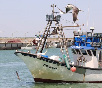 Economía.- Planas afirma que España mejorará el control de productos de pesca importados durante la presidencia europea