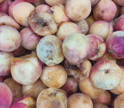 Economía.- Cooperativas cifran en más de 15 millones las pérdidas en el sector del albaricoque por las fuertes lluvias