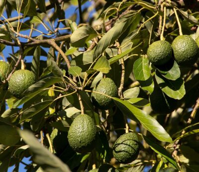 Economía.- El ICCA lleva a Bruselas la inscripción del aguacate de Canarias como Indicación Geográfica Protegida