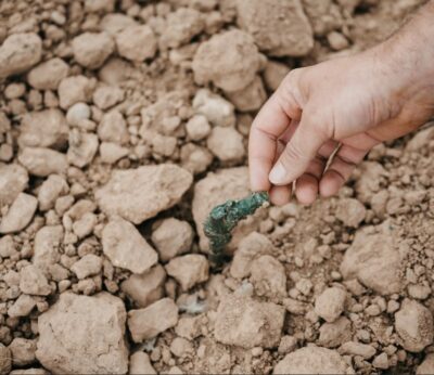 Economía.- Bodegas Montecillo impulsa su apuesta por la sostenibilidad tras plantar su primer viñedo 100% ecológico