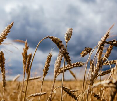 Economía.- Ucrania pide a Bruselas que no extienda el veto a sus importaciones de grano en países vecinos más allá del 5