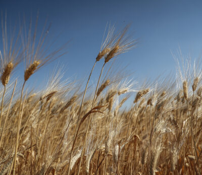 Economía.- Bruselas aboga por prorrogar el veto a importaciones de grano de Ucrania al menos hasta finales de octubre