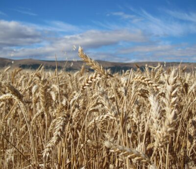 Economía.-Gobierno hace un segundo pago de 5,1 millones de la ayuda para compensar la subida del precio de fertilizantes