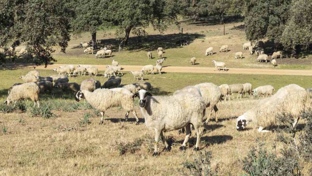 Así es Labadía, la nueva quesería de Petramora 4 labadia petramora