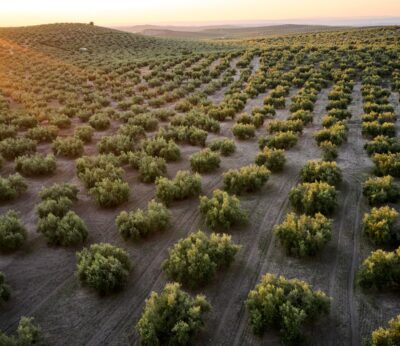 Economía.- UPA ve «magníficas» las ventas de aceite pero avisa de stock entre campañas «más bajo de los últimos años»