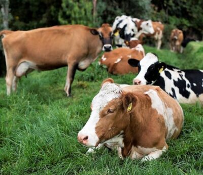 Economía.- UPA declara este jueves ante la Audiencia Nacional por el caso del cártel de la leche