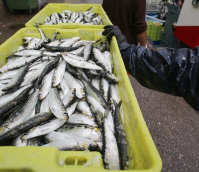 Economía/Pesca.- La sardina está a 8 euros el kilo en plaza y se prevé que pase de 10 euros para la noche de San Juan