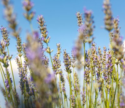 Economía.- España, segundo país exportador mundial de perfume, supera 72.000 hectáreas de cultivos de aceites esenciales