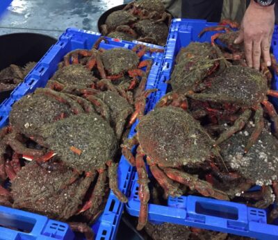 Economía/Pesca.- La veda de centolla comienza este sábado en todo el litoral gallego