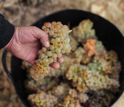 Economía.- Aprobadas las normas de vendimia para la campaña 2023-2024 de la DOC Rioja