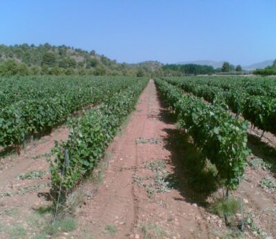 Economía.- C-LM no prevé «una gran vendimia» este año, pero cree que será mayor de lo esperado por las lluvias de mayo