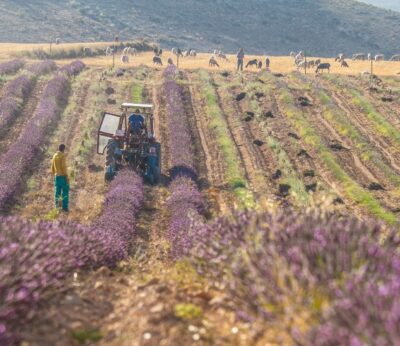 Economía.- COAG critica que la ley de restauración de la naturaleza dejará el campo en manos de grandes corporaciones