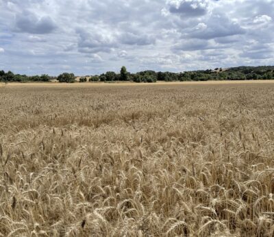 Economía.- Nestlé desarrolla un proyecto piloto de agricultura regenerativa en 19 granjas españolas