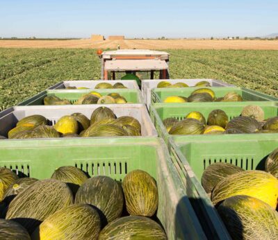 Economía.- Productores de melón y sandía esperan pérdidas de 44 millones por la reducción de cosecha, según La Unió