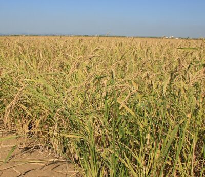 Economía.- Asaja impulsa la digitalización del sector agrario tras abrir oficinas para informar sobre el Kit Digital