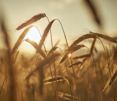 Economía.- Organizaciones agrarias, «preocupadas» por el impacto del fin del acuerdo de exportación de grano de Ucrania